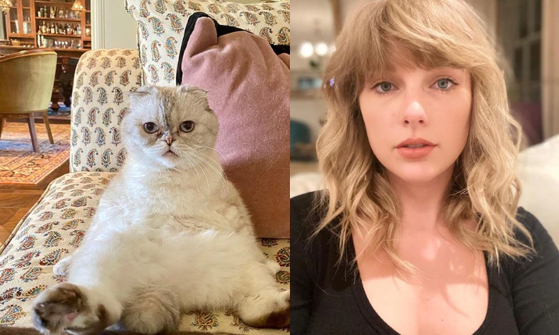 Gata de Taylor Swift é avaliada em mais de R$ 500 milhões
