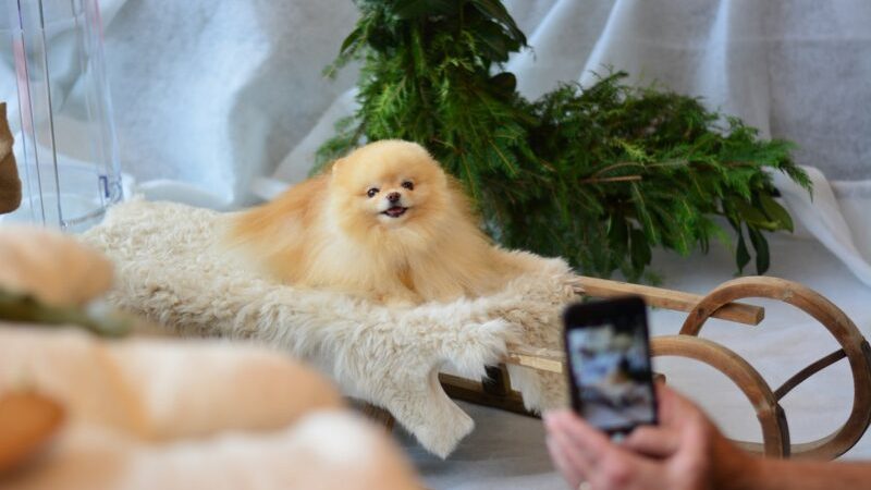 Nova York proíbe a venda de cachorros, gatos e coelhos