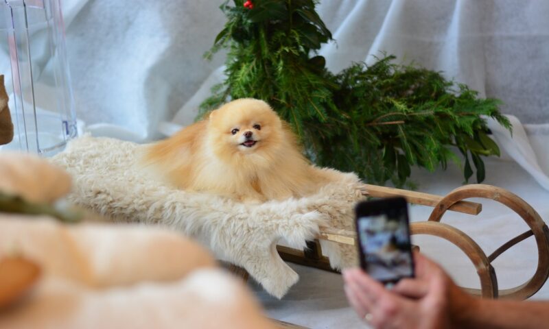 Nova York proíbe a venda de cachorros, gatos e coelhos