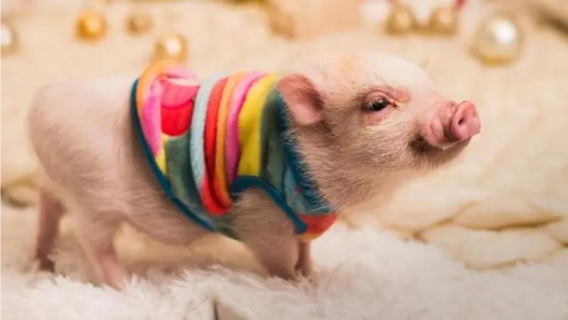6 tipos de animais de estimação exóticos