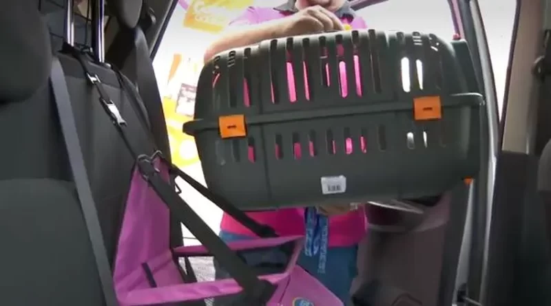 Dicas de segurança para viajar com animais de estimação no carro