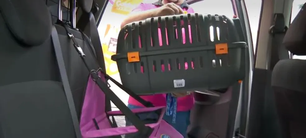 Dicas de segurança para viajar com animais de estimação no carro
