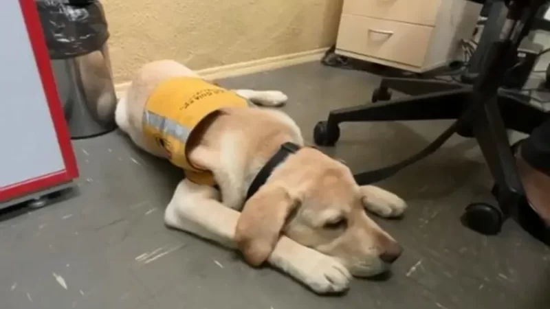 Famílias socializadoras ajudam a treinar cães-guia para deficientes visuais em Sorocaba