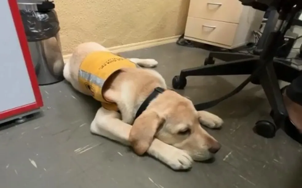 Famílias socializadoras ajudam a treinar cães-guia para deficientes visuais em Sorocaba