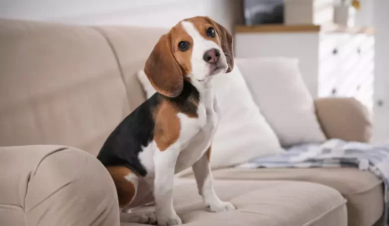 Como garantir que seu pet fique bem sozinho