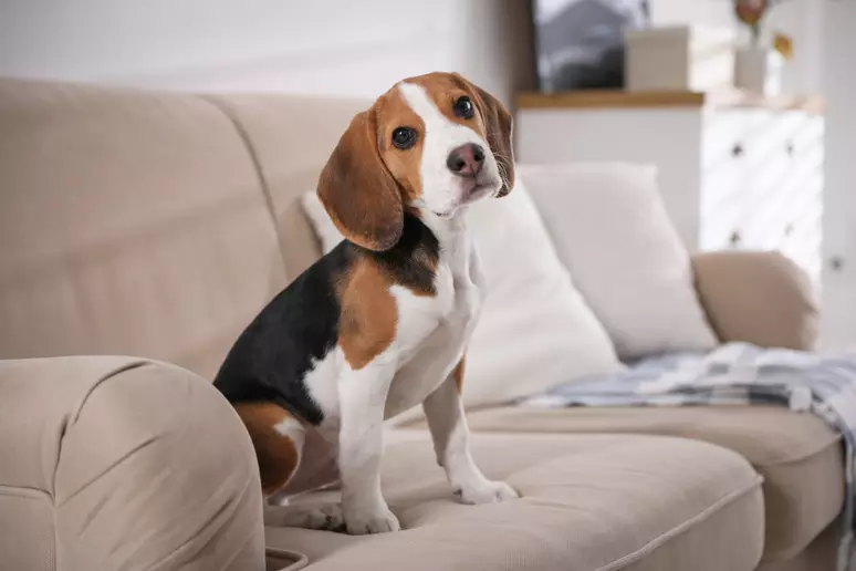 Como garantir que seu pet fique bem sozinho