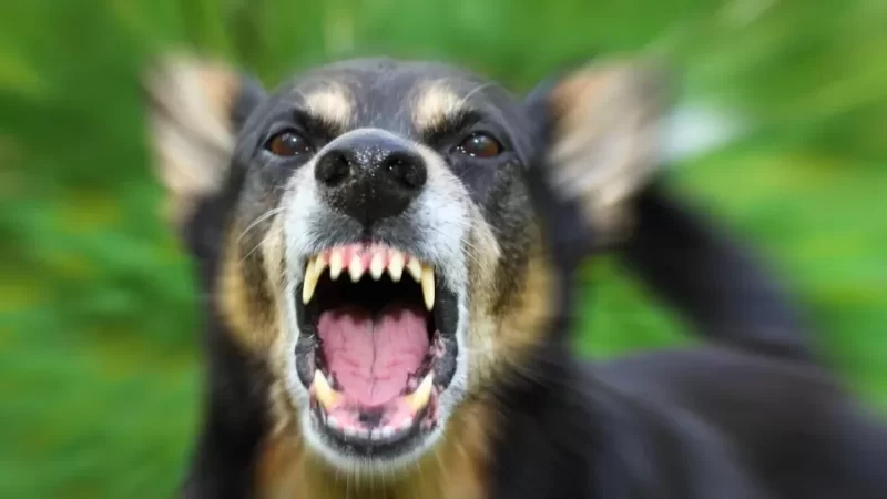 Pets e Saúde Mental: Conheça os Sinais de Alerta