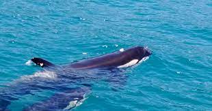 Avistada uma família de Orcas se alimentando na região sul de Ilhabela