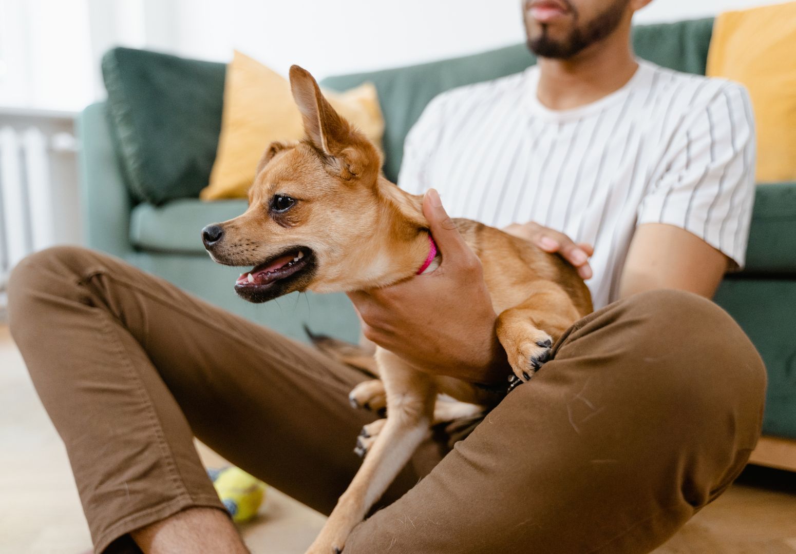 Projeto na Câmara propõe que animais de estimação tenham direito a pensão alimentícia