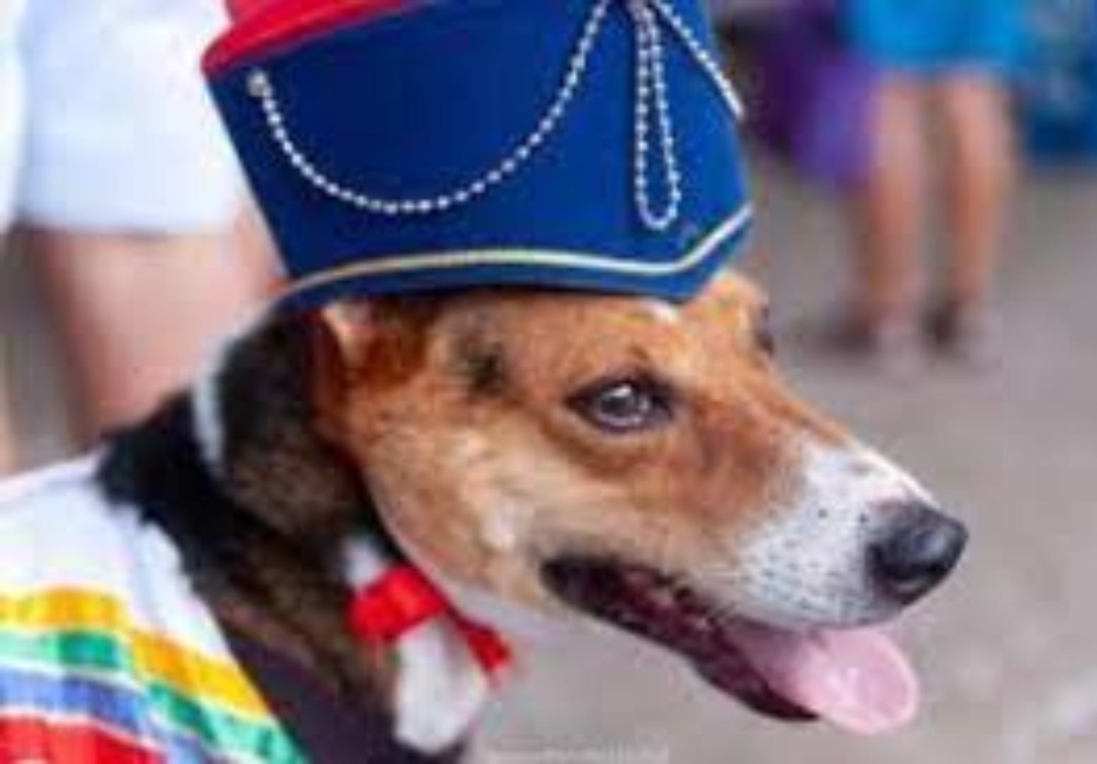 Prefeitura de São Sebastião realiza evento carnavalesco para pets na Praça do Coreto