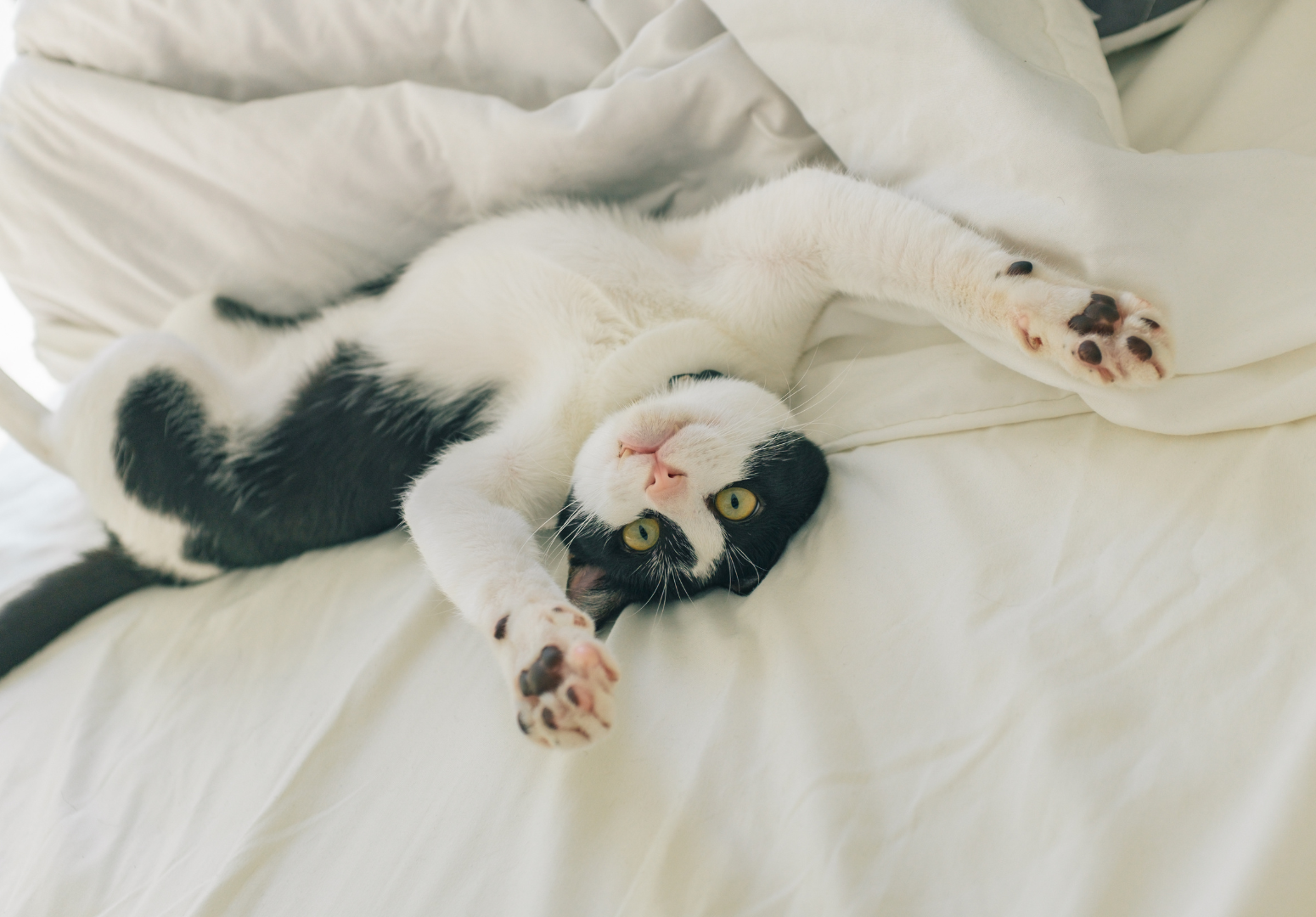 Como identificar brincadeiras de gatos e conflitos