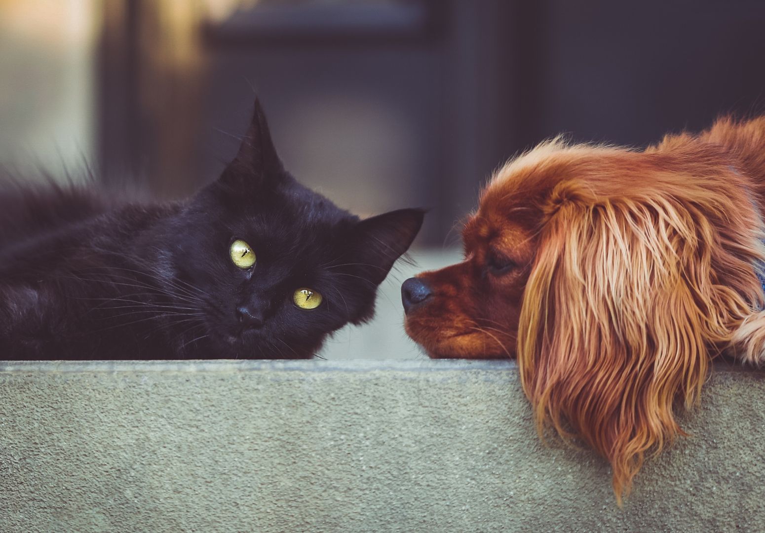 Será? Pesquisa diz que donos de gatos são mais inteligentes