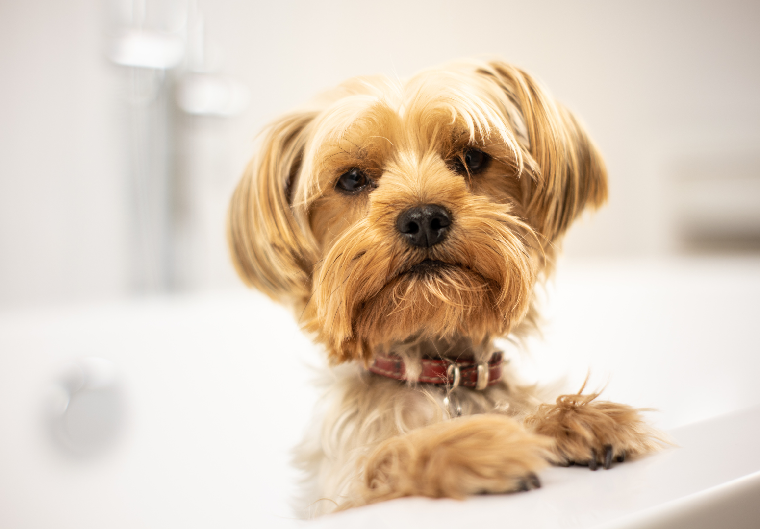 5 fatos curiosos sobre a inteligência canina