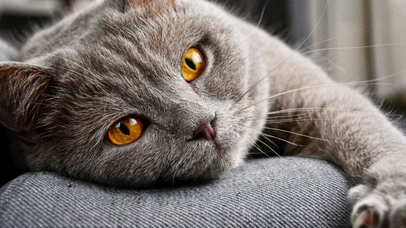 Dicas para o bem-estar do seu felino sênior