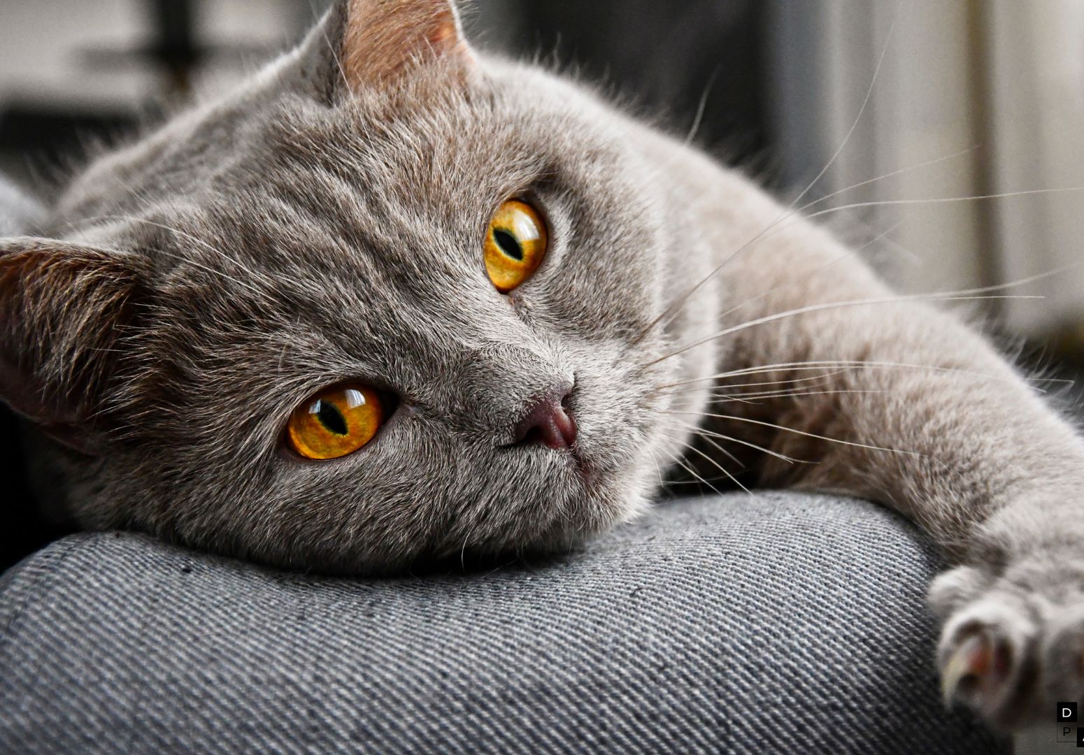 Dicas para o bem-estar do seu felino sênior