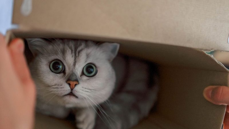 Por que os gatos amam caixas?
