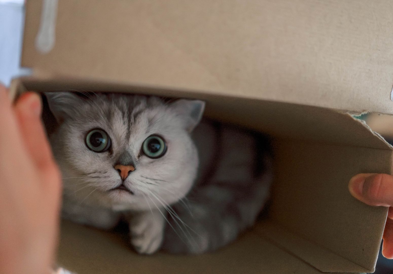Por que os gatos amam caixas?