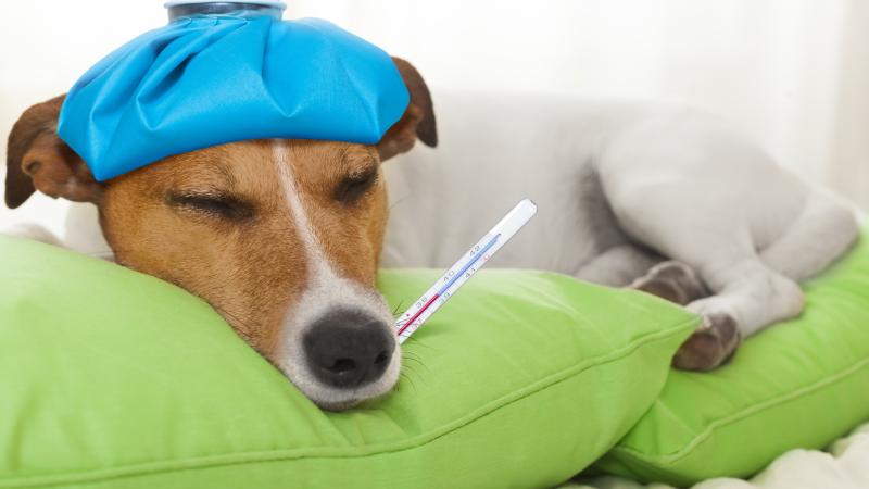 Cuidado: Proteja seu pet dos riscos das embalagens vazias de salgadinhos!