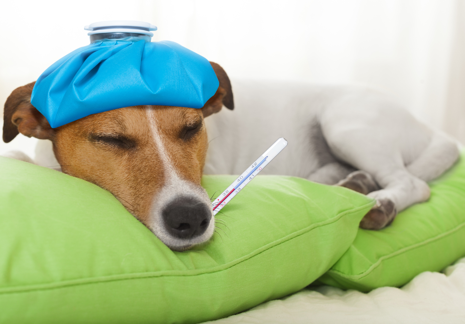 Cuidado: Proteja seu pet dos riscos das embalagens vazias de salgadinhos!