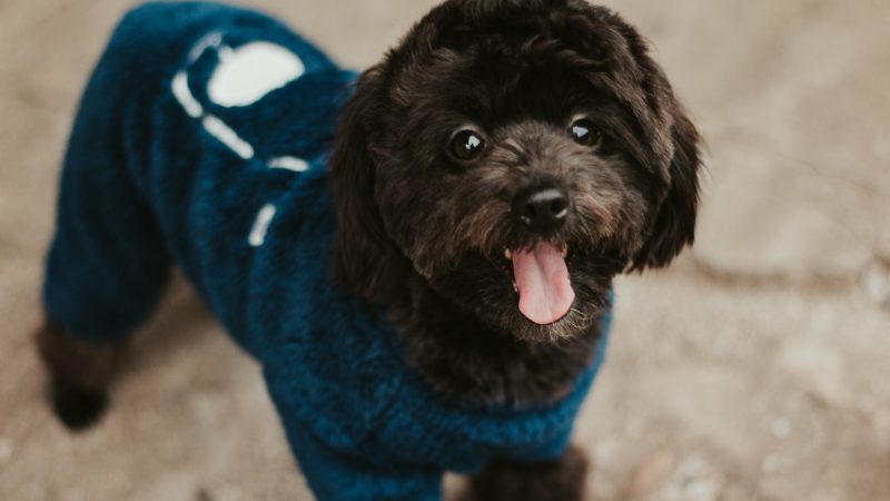 Vestir ou não vestir? Descubra se seu pet realmente precisa de roupas de frio!