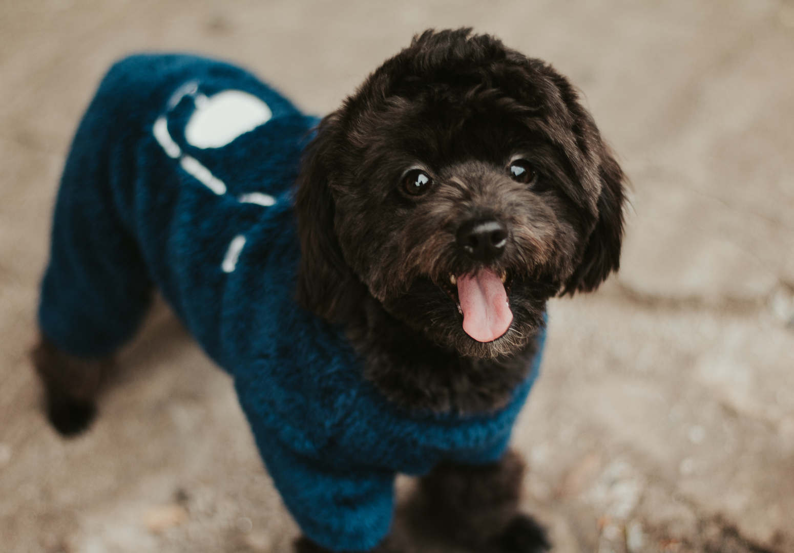 Vestir ou não vestir? Descubra se seu pet realmente precisa de roupas de frio!