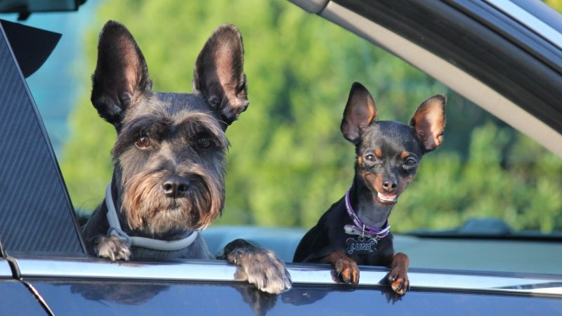 Férias em Segurança: Dicas para Viajar com ou Sem Animais de Estimação