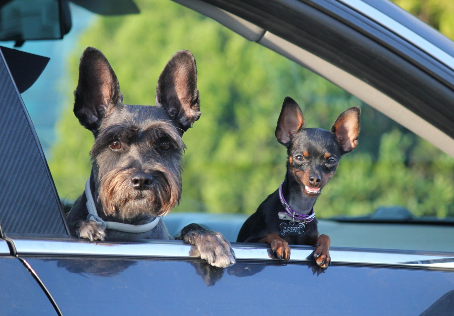 Férias em Segurança: Dicas para Viajar com ou Sem Animais de Estimação