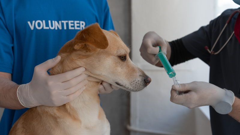 Alerta aos Donos: 5 Sinais de Doenças Renais em Cães