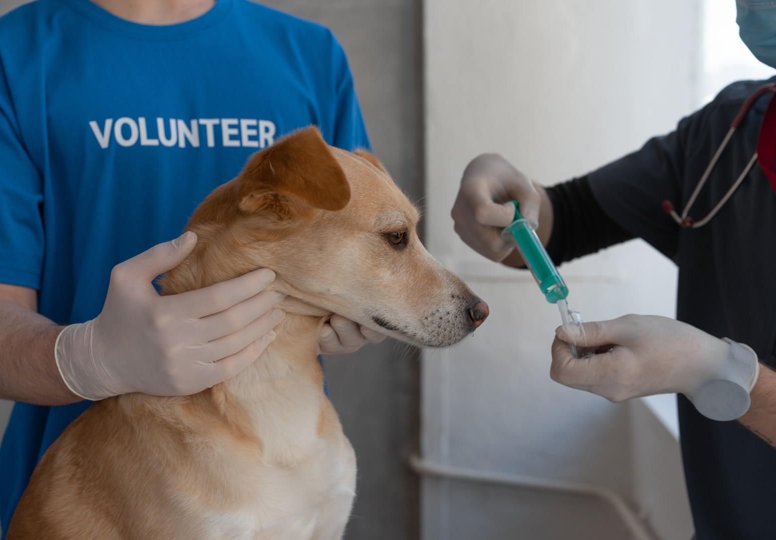 Alerta aos Donos: 5 Sinais de Doenças Renais em Cães