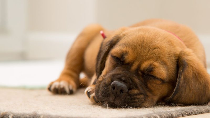 Segredos do Sono Canino: Cachorros Também Sonham e Têm Pesadelos!