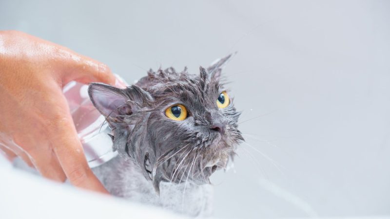 Produtos de higiene humana nos pets? Melhor evitar! Entenda por quê!