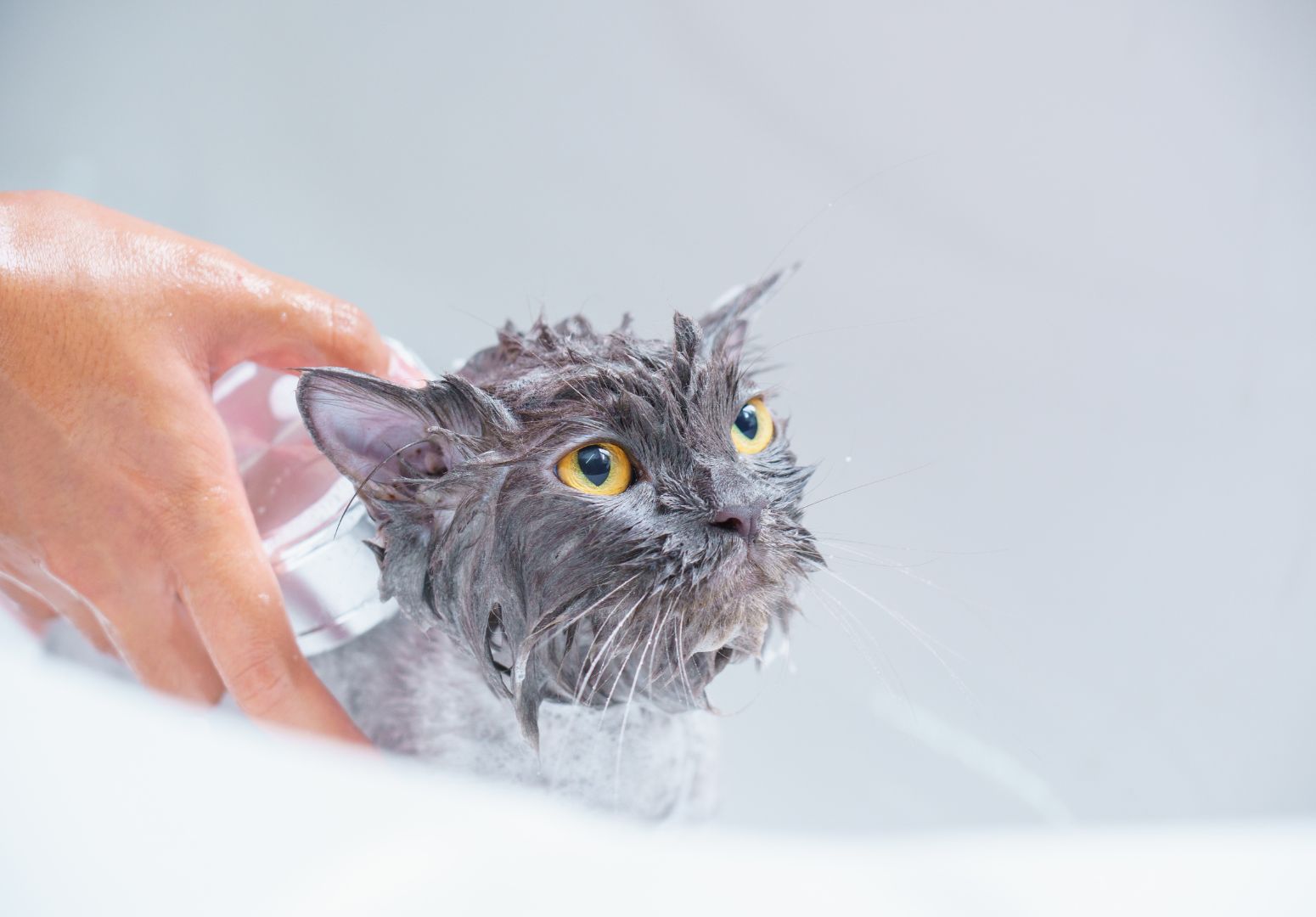 Produtos de higiene humana nos pets? Melhor evitar! Entenda por quê!