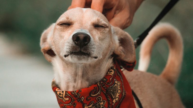 Adoção responsável: como preparar sua casa para um novo cachorrinho