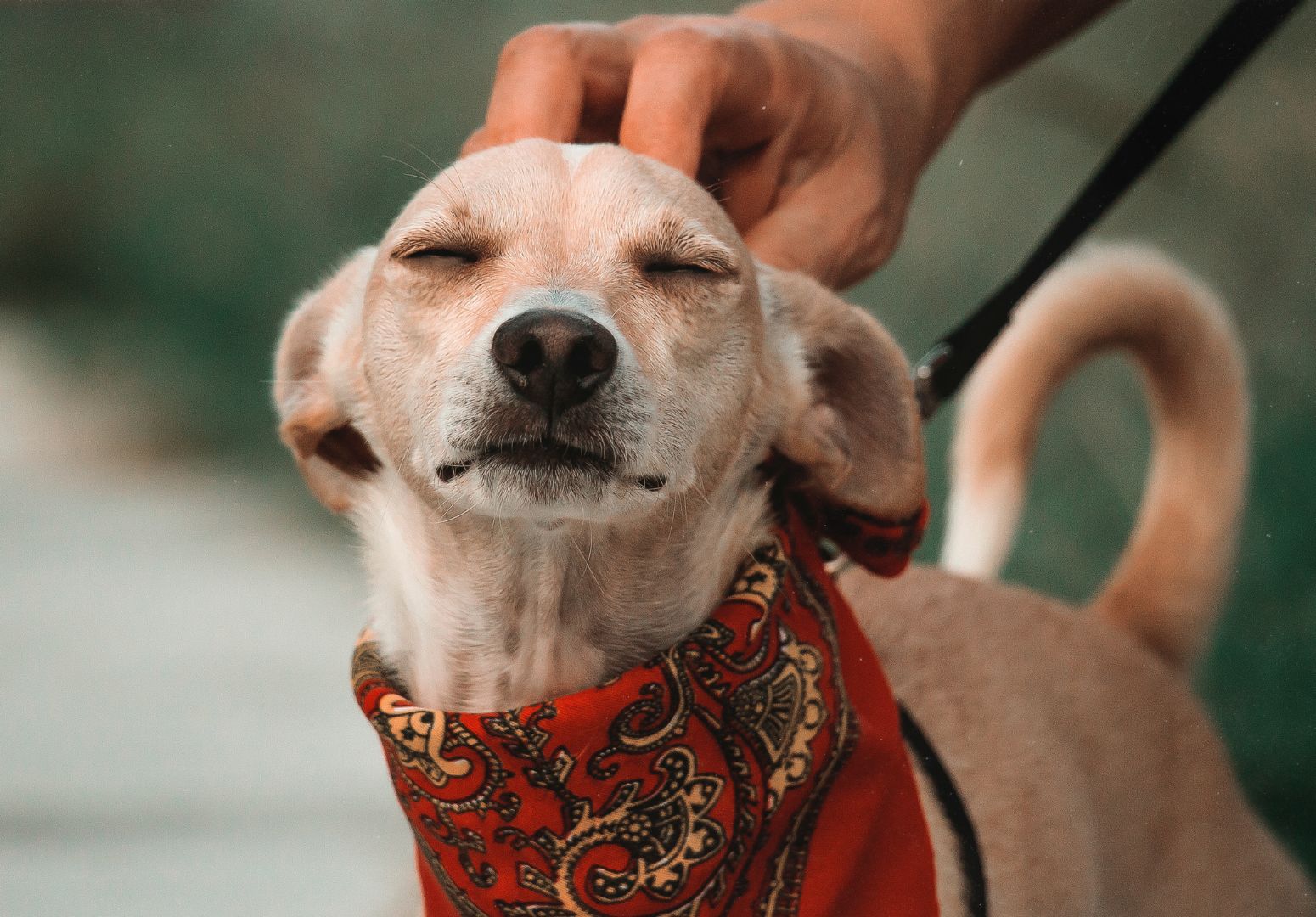 Adoção responsável: como preparar sua casa para um novo cachorrinho