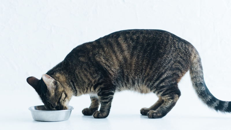 Nutrição natural para gatos