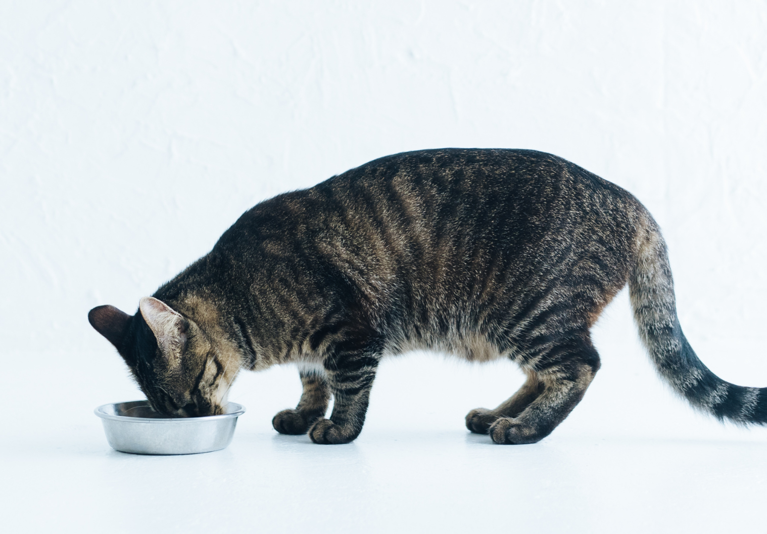 Nutrição natural para gatos