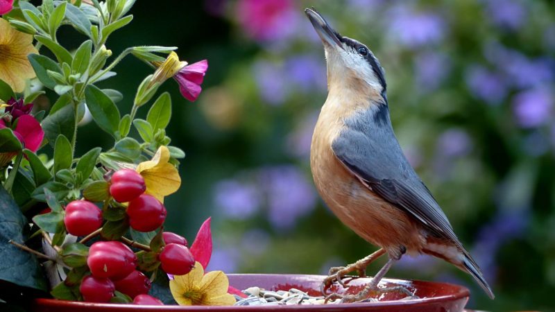 Atraindo a Companhia Alada: Orientações para Encantar Aves em seu Jardim