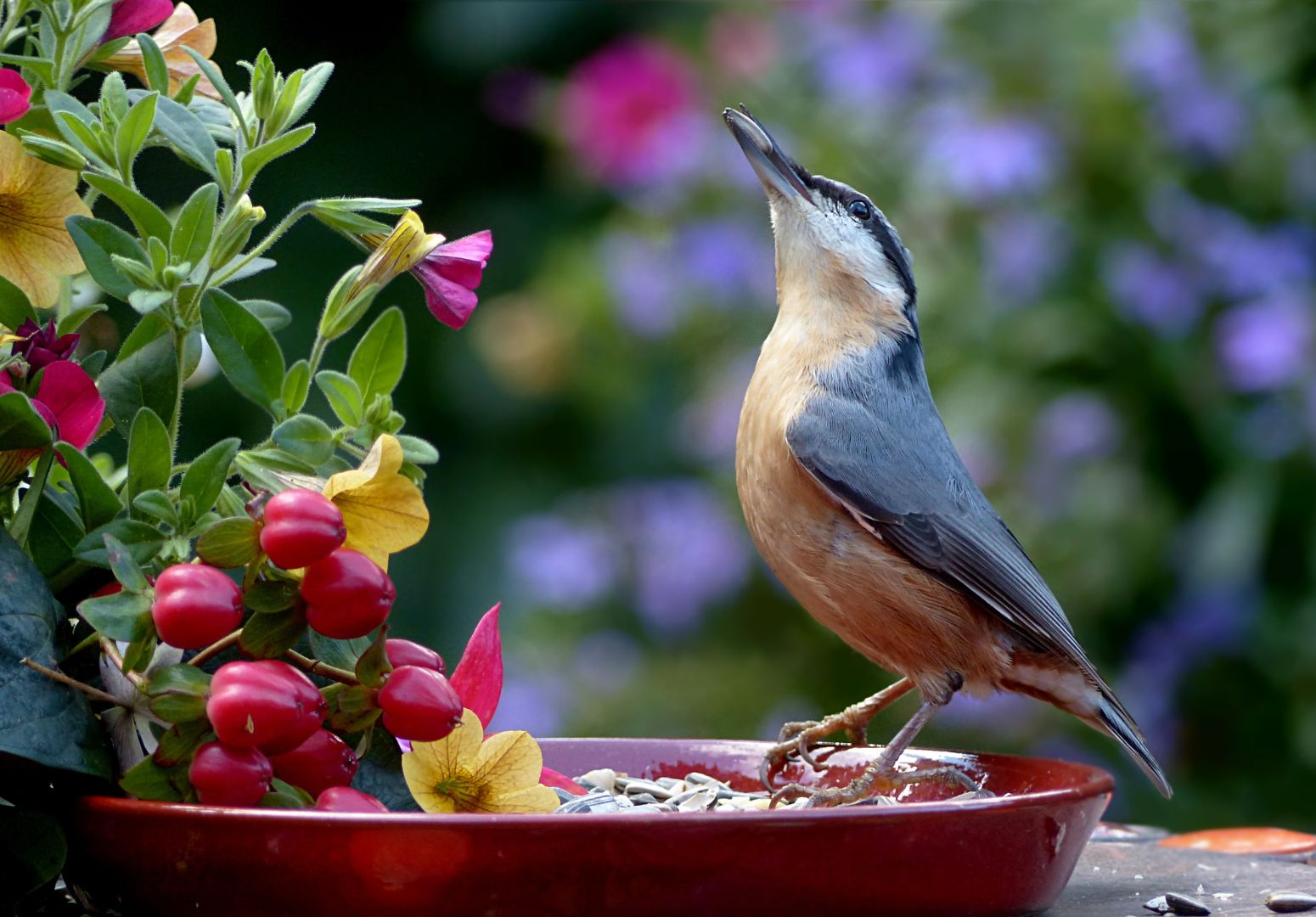 Atraindo a Companhia Alada: Orientações para Encantar Aves em seu Jardim