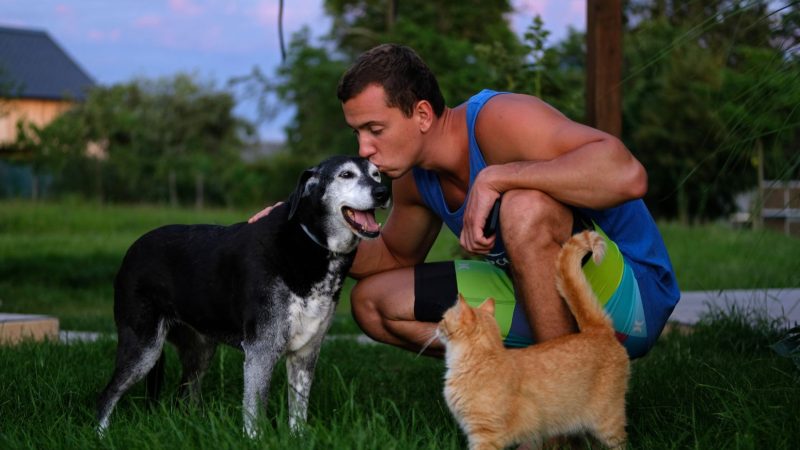 Como os cães expressam afeto na linguagem canina