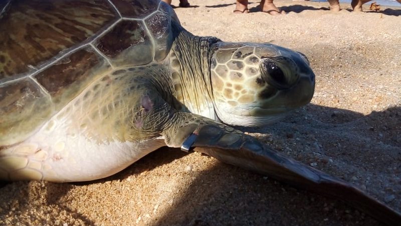 Ilhabela celebra Dia Mundial das Tartarugas-Marinhas com soltura de tartarugas reabilitadas