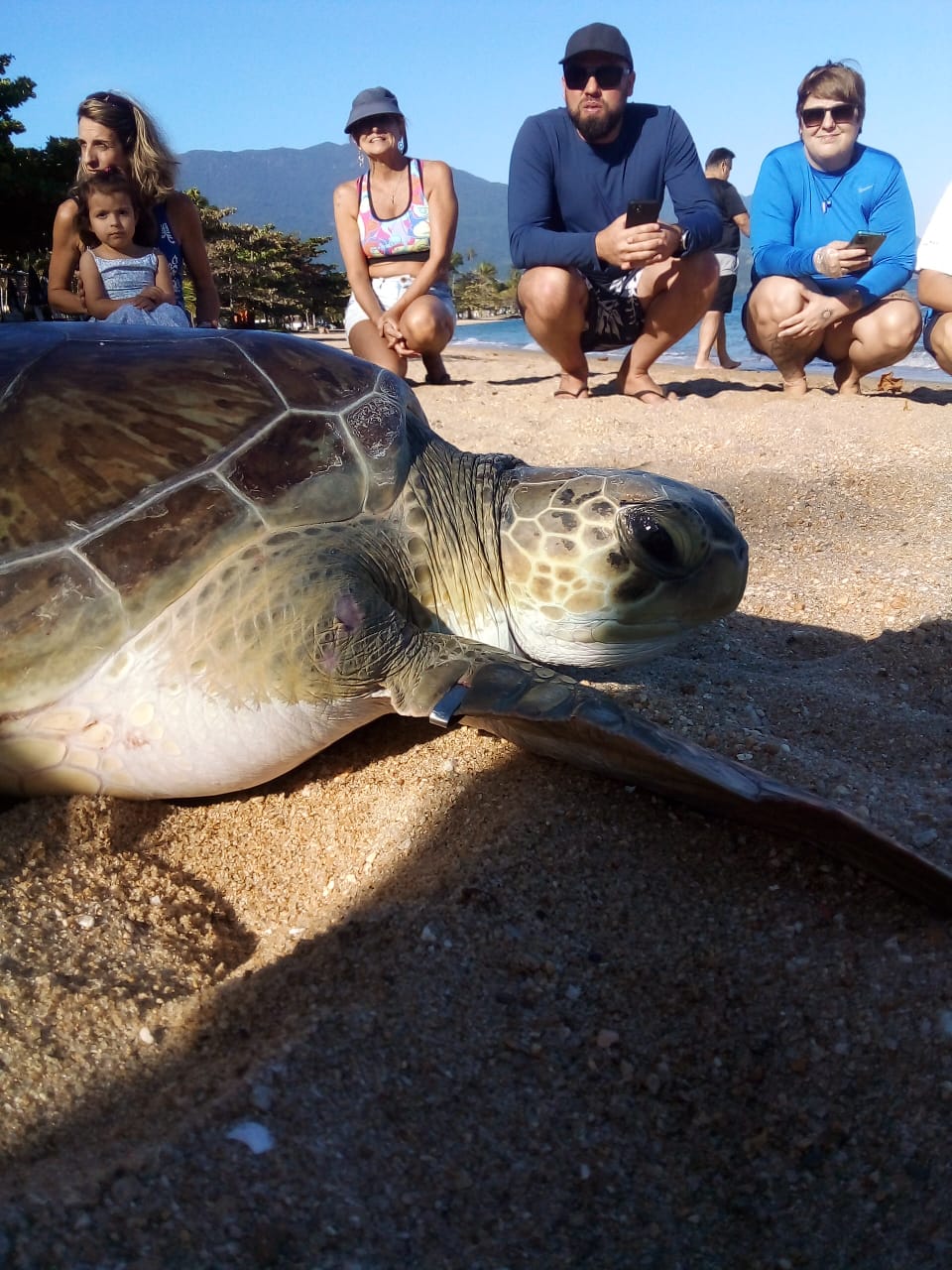 Ilhabela celebra Dia Mundial das Tartarugas-Marinhas com soltura de tartarugas reabilitadas