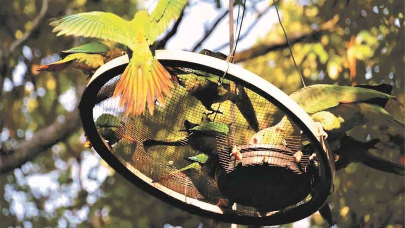 Prefeitura de Ilhabela alerta sobre o tráfico de animais silvestres e ameaça à biodiversidade