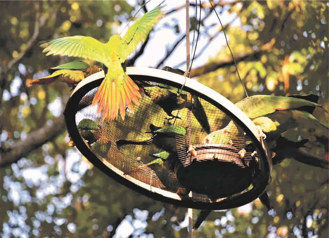 Prefeitura de Ilhabela alerta sobre o tráfico de animais silvestres e ameaça à biodiversidade