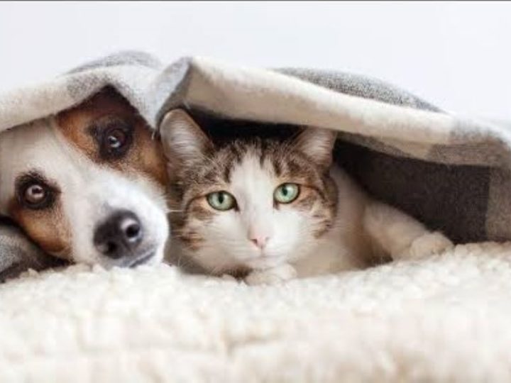 Atenção, eles também sentem frio!