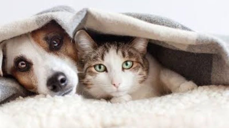 Atenção, eles também sentem frio!