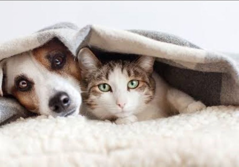 Atenção, eles também sentem frio!