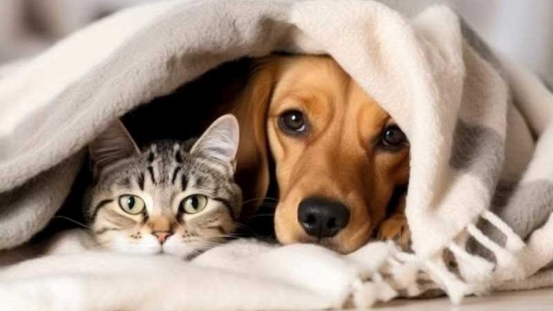 Atenção, eles também sentem frio!