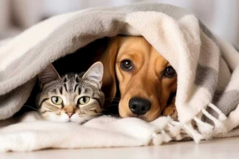 Atenção, eles também sentem frio!